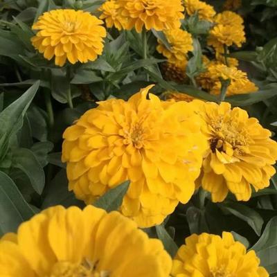 花海綠化孔雀草種子萬壽菊紅黃草西番菊臭菊花緞子-酒泉康達農副產品專業合作社