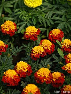 萬壽菊是以采摘鮮花為主,據說它的花朵可以分批開放