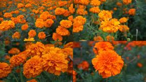 菊花視頻菊花視頻AE模板下載