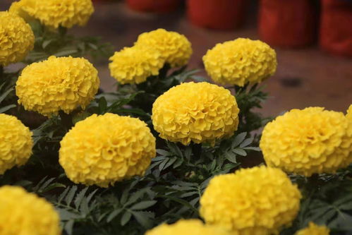紅 黃,小而美,雙花組合,居家辦公最佳擺件 騰訊新聞