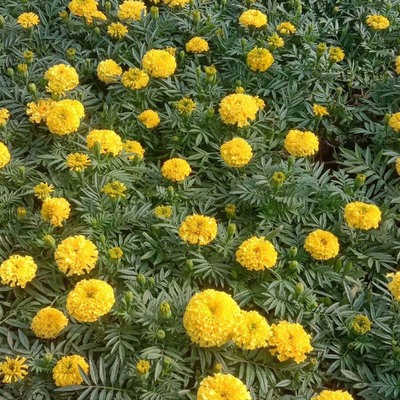 萬壽菊培育基地-四川萬壽菊基地-四川萬壽菊批發