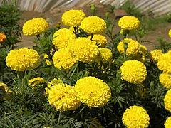 出售萬壽菊:山東優質萬壽菊批發圖片|出售萬壽菊:山東優質萬壽菊批發產品圖片由青州市 花卉苗木專業合作社公司生產提供-