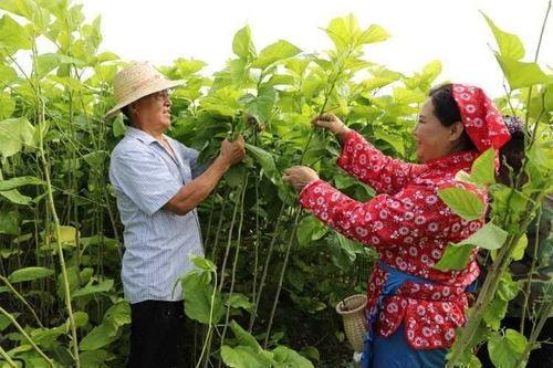 河北保定 搖錢樹 入駐果蔬合作社 多樣化種植解鎖致富新路徑