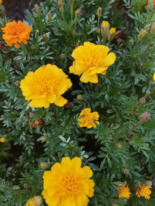 七絕 萬壽菊 平水韻