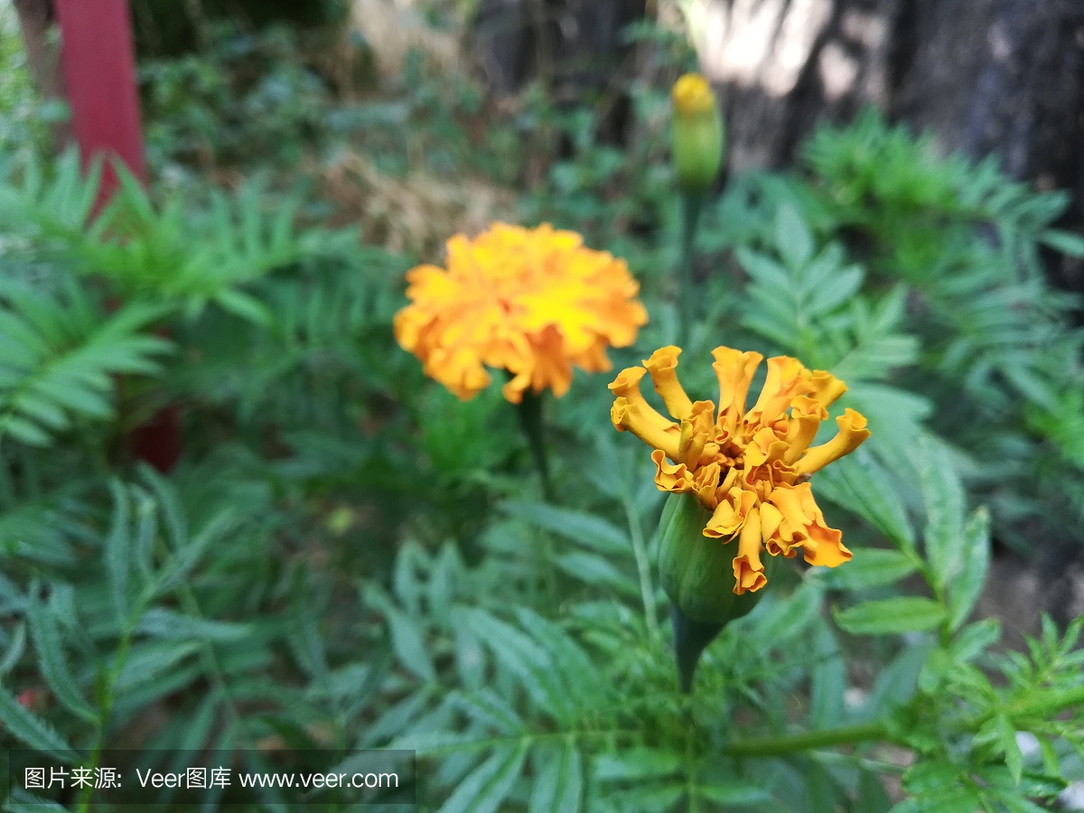 萬壽菊,萬壽菊,萬壽菊