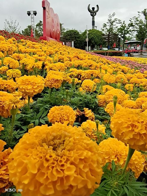 明天就是黨的生日,今日手機自拍萬壽菊,以表祝福