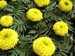 青州馨怡花卉苗木基地批發供應綠化苗木基地,山東綠化苗木,山東草花,草花基地