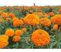 萬壽菊種植基地優質商家置頂推薦產品