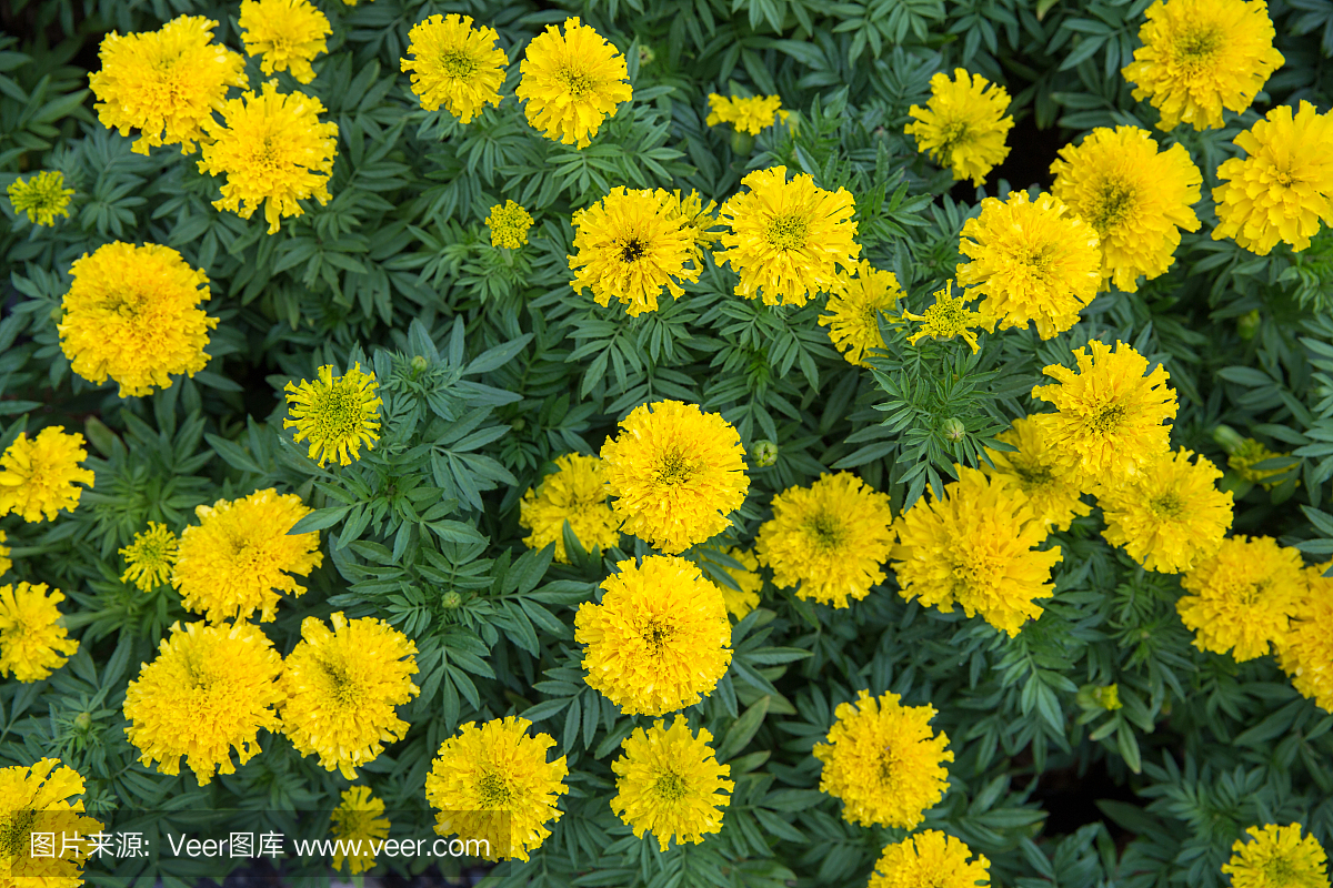 菊科萬壽菊在園內,重點選育