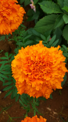 萬壽菊