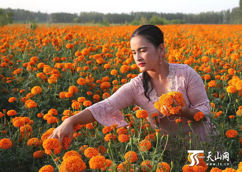 莎車縣 13萬畝萬壽菊 花開 農戶增收好時光