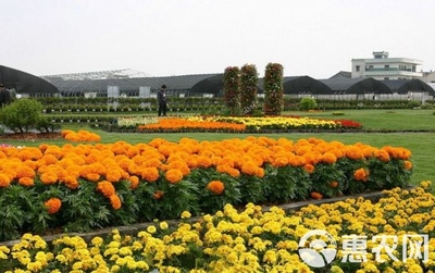 [萬壽菊苗批發]萬壽菊價格50元/斤