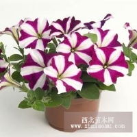 草花種子,花卉種子,色素萬壽菊種子,野花種子,宿根花卉種子,野花組合新疆 烏魯木齊新疆烏魯木齊綠農(nóng)園藝花卉種子公司產(chǎn)品供應(yīng)第1頁