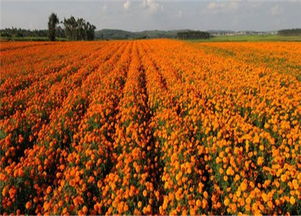 萬壽菊,萬壽菊小苗,萬壽菊基地,萬壽菊小苗批發(fā)