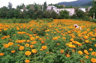 富民3800畝萬壽菊開出致富花
