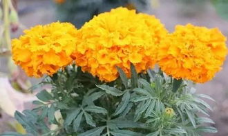 夏天驅(qū)蚊有妙招,驅(qū)蚊植物種起來