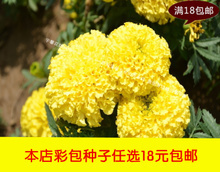 【明黃萬壽菊種子】最新最全明黃萬壽菊種子 產(chǎn)品參考信息