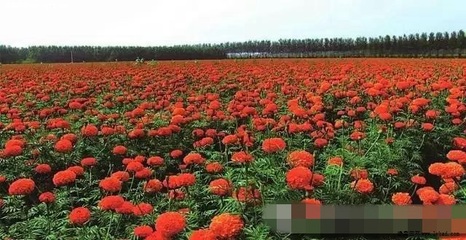 精品推薦*-色素萬壽菊