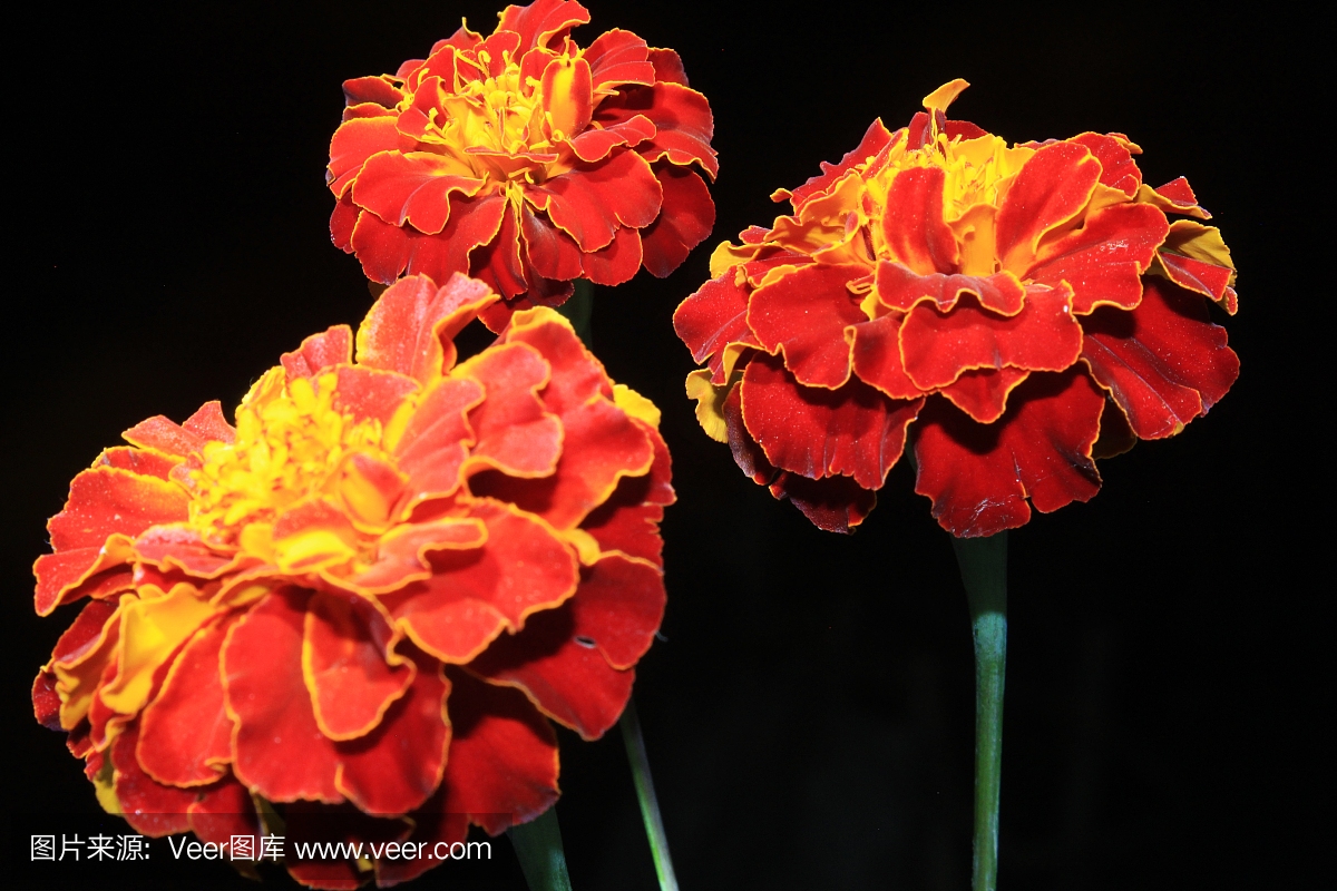 令人驚嘆的明亮的深紅色和橙色的墨西哥萬壽菊(萬壽菊)花孤立在黑色的背景,軟焦點,復(fù)制空間