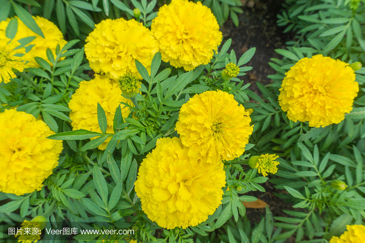 萬壽菊(萬壽菊,墨西哥萬壽菊,阿茲特克萬壽菊,非洲萬壽菊)