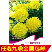 【長壽花種子】最新最全長壽花種子 產(chǎn)品參考信息