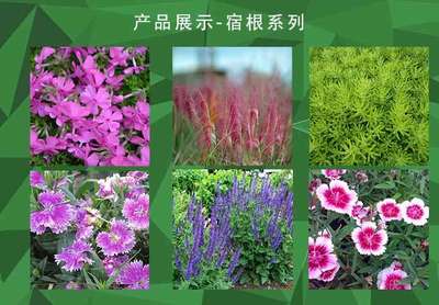 萬壽菊種植基地 英樺園林 萬壽菊