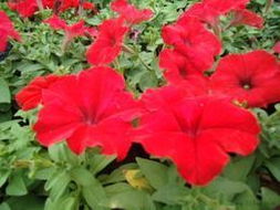 供應(yīng)一串紅 萬壽菊 矮牽牛