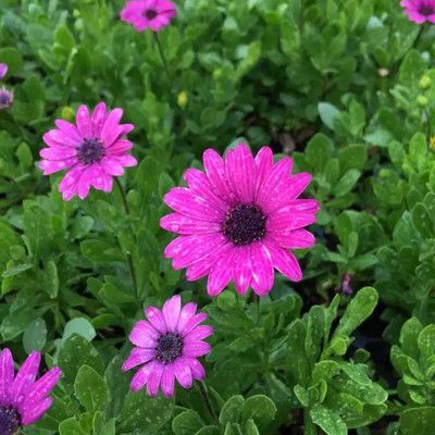 南非萬(wàn)壽菊的花語(yǔ)和寓意是什么