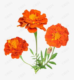 萬壽菊花素材圖片免費下載 高清產(chǎn)品實物png 千庫網(wǎng) 圖片編號7187264