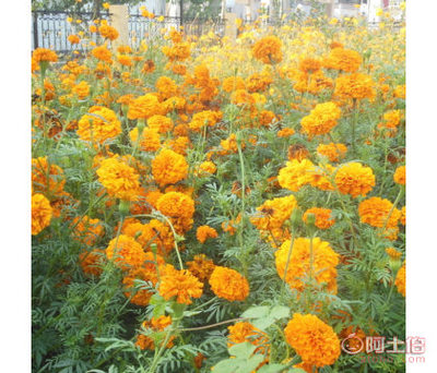 【供應(yīng)各種草花:大小菊花孔雀草萬(wàn)壽菊紫葉草雞冠花一串紅三色錦】沭陽(yáng)縣顏集鎮(zhèn)千百意園林綠化苗木場(chǎng) - 產(chǎn)品庫(kù)