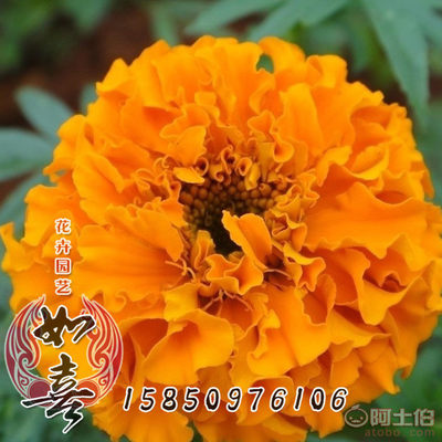 【供應(yīng)花卉種子萬(wàn)壽菊種子批發(fā)觀花植物四季播種品種齊全】 - 產(chǎn)品庫(kù)