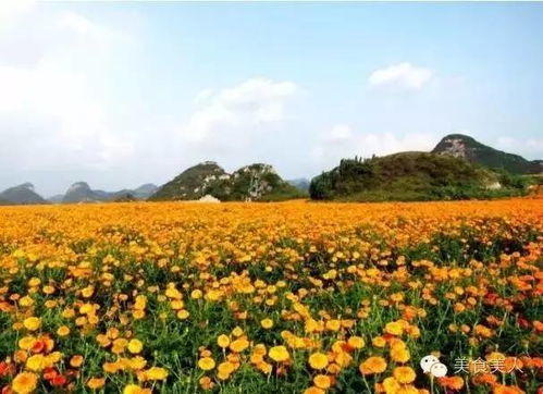 秋意漸濃,昆明周邊萬(wàn)壽菊已花開(kāi)成海