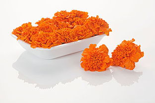 萬(wàn)壽菊