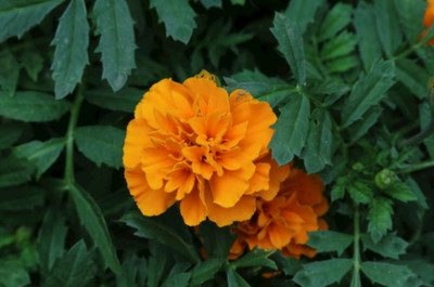 長(zhǎng)壽菊和萬(wàn)壽菊區(qū)別