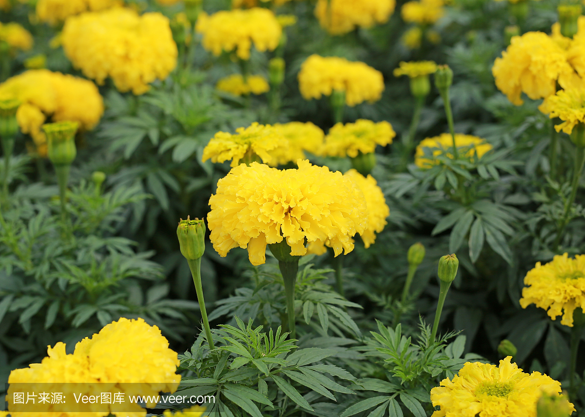 萬(wàn)壽菊(萬(wàn)壽菊,墨西哥萬(wàn)壽菊,阿茲特克萬(wàn)壽菊,非洲萬(wàn)壽菊)