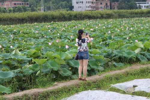 黃靈芝種植圖片素材下載 食品餐飲素材下的其它圖片素材