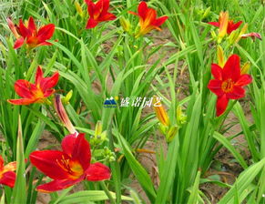 精品紅運(yùn)萱草,質(zhì)量杠杠的,需要的聯(lián)系盛諾園藝 盛諾溫室園藝