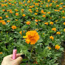 青州紫陽花卉苗木