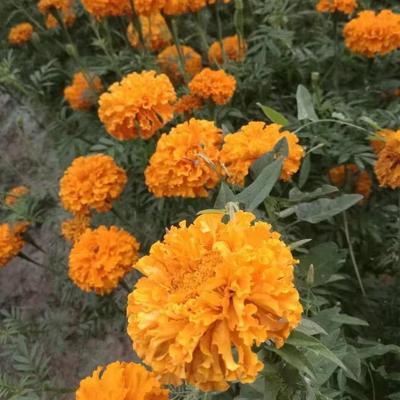 花海綠化孔雀草種子萬壽菊紅黃草西番菊臭菊花緞子-酒泉康達農副產品專業合作社