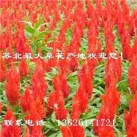 供應節日草花,雞冠花,一串紅,彩色草,萬壽菊等 圖
