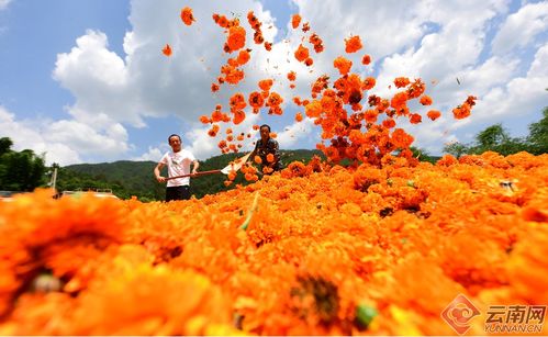 云南峨山 萬壽菊開出 致富花