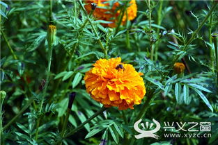致富的金色花朵 義龍新區新橋鎮木科村萬壽菊正值花期