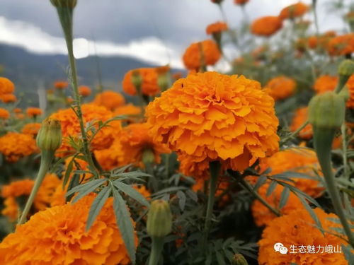 黃金 遍地 峨山這里的萬壽菊花開成海