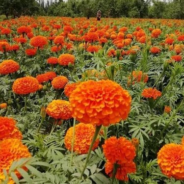 萬壽菊多少錢一斤