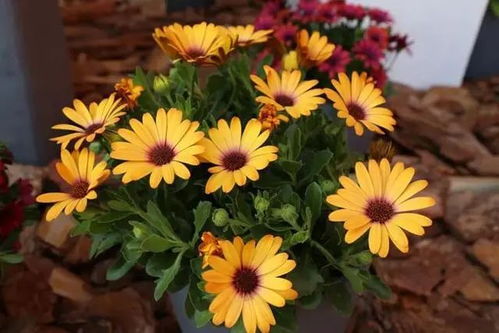 4月逛花市,看到2種便宜花,放心買,都是開花小勞模