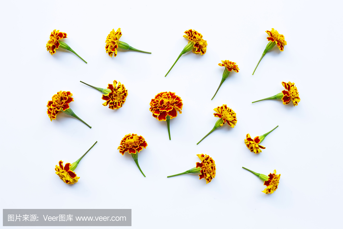 美麗的紅黃萬壽菊花在白色