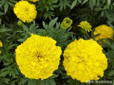 夏季“萬壽菊”開花好時(shí)機(jī),養(yǎng)護(hù)在家驅(qū)蟲防蚊好觀賞!