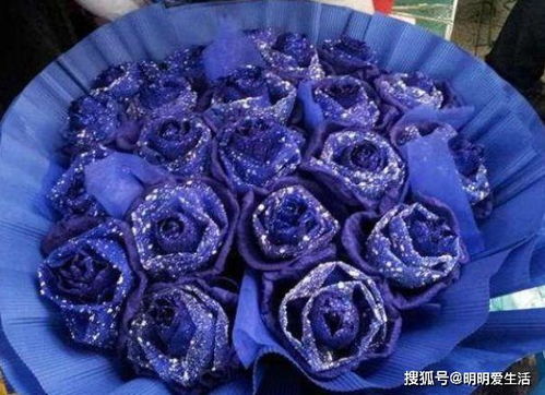 喜歡玫瑰,不如養(yǎng) 玫瑰精品 藍(lán)色妖姬,花中新貴,高雅迷人