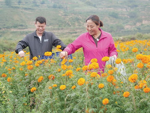 禮縣花農(nóng)采摘萬壽菊
