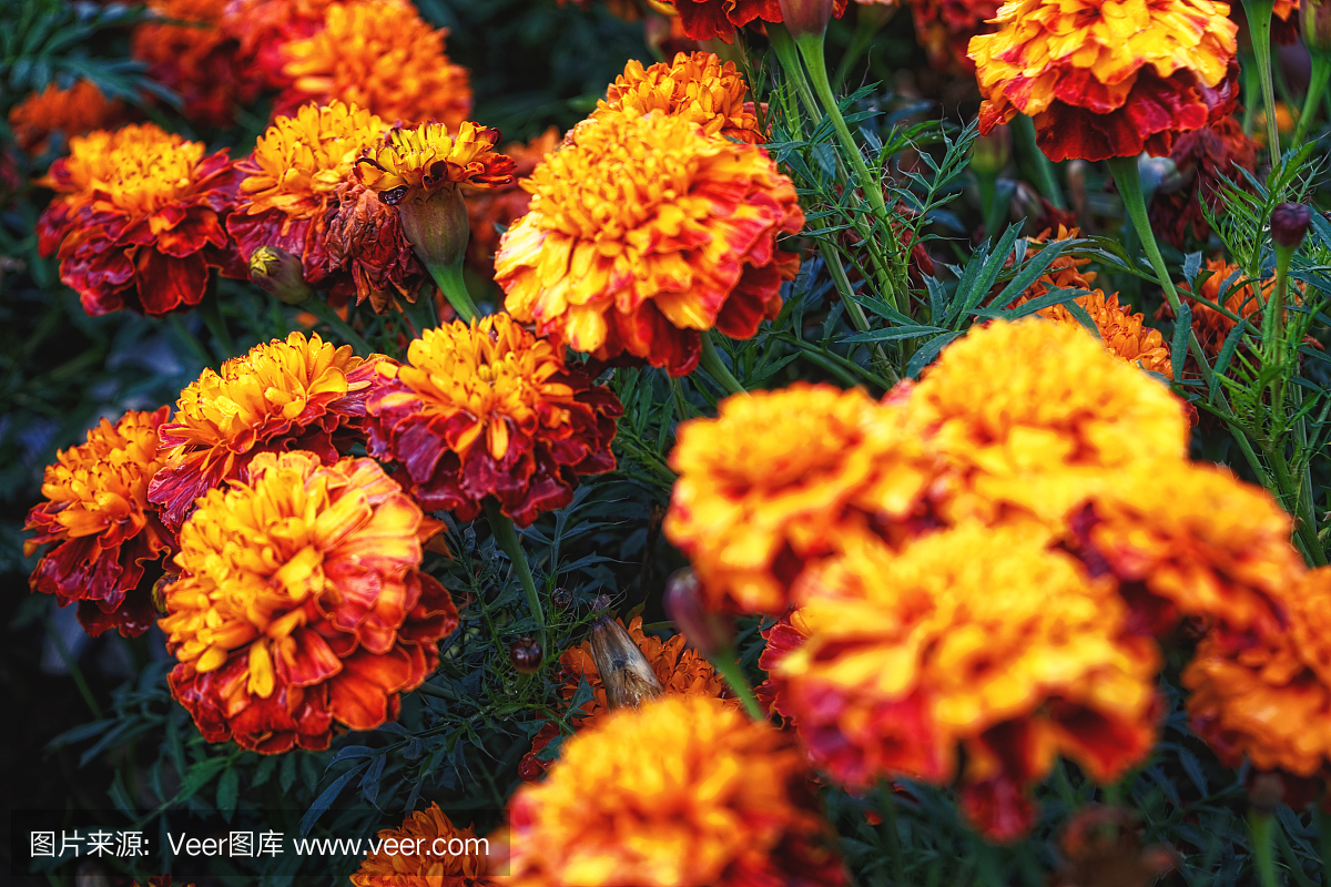 秋天,公園花壇上的萬壽菊
